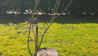 Apfelbaum vom Vorbesitzer