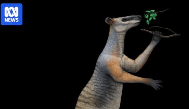 Australia once had giant kangaroos — here's what experts think happened to them