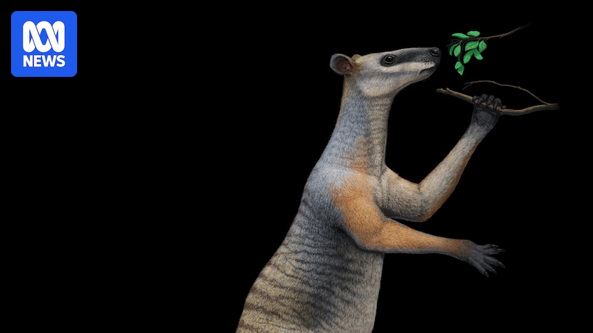 Australia once had giant kangaroos — here's what experts think happened to them