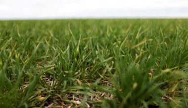 Exclusive-Argentina bumper wheat harvest could hit record if export tax cuts extended