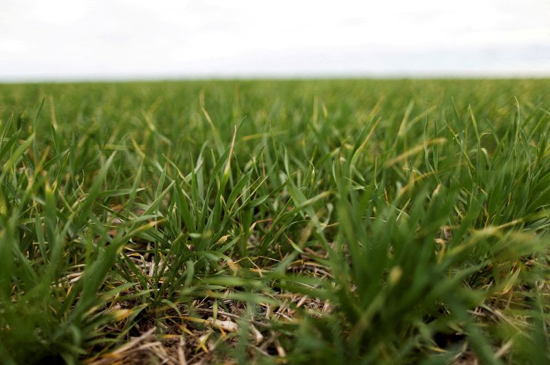Exclusive-Argentina bumper wheat harvest could hit record if export tax cuts extended