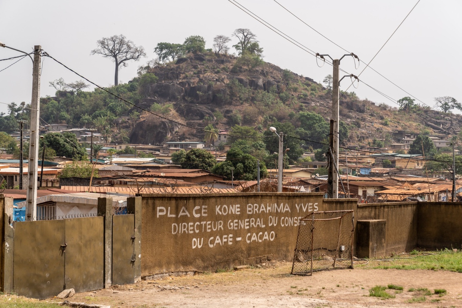 Climate change will destroy cocoa yields by 2030 without support, farmers warn 