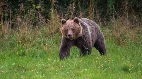 Getty Images File image of a brown bear walking in a field