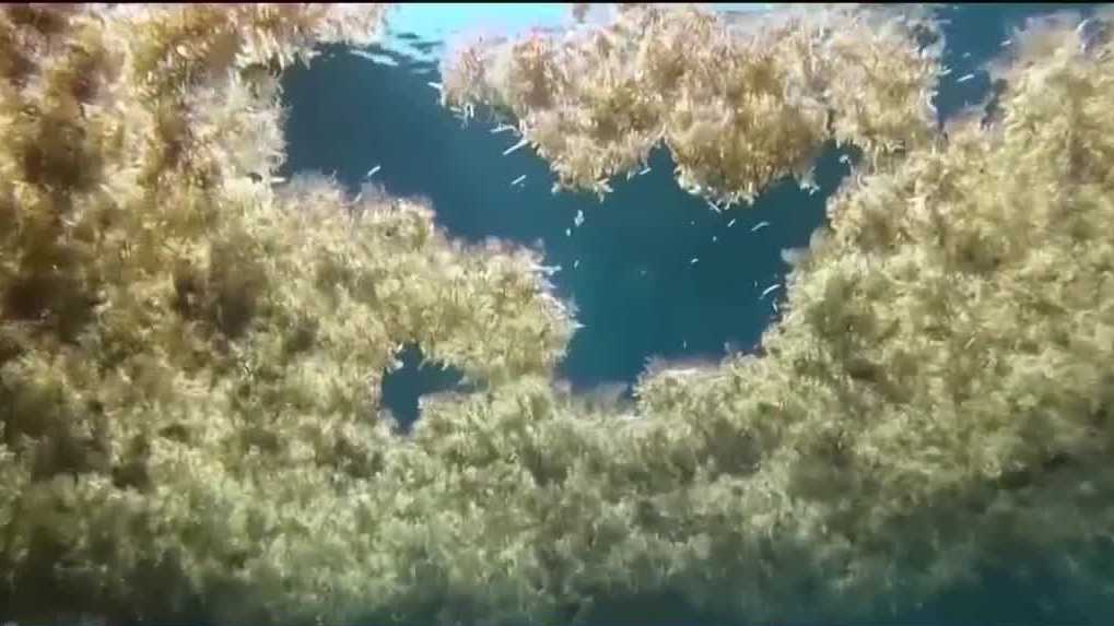 Seaweed's environmental benefits celebrated on Earth Day
