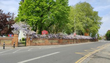 Super long Wisteria along St. Mary's church next to the river at Battersea 😊