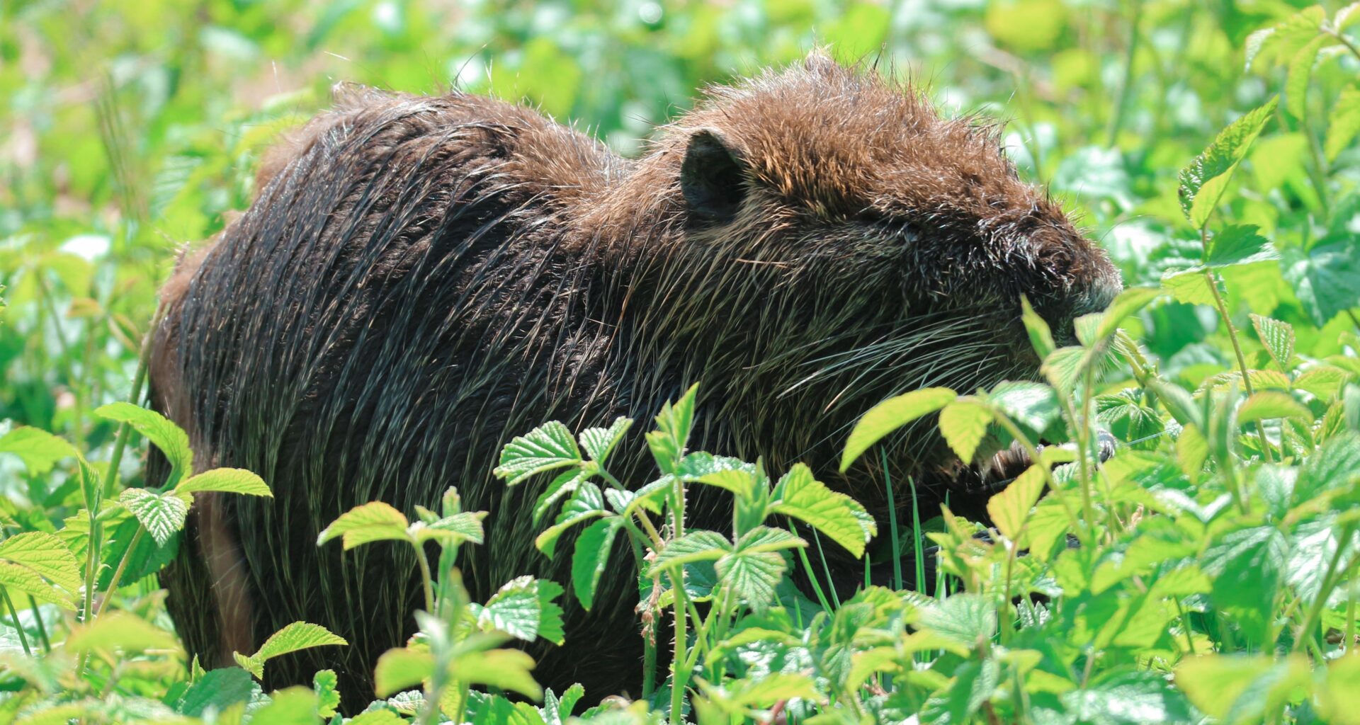 Lokales Nagetier genießt Mittagssonne. Feucht, flauschig, hungrig! [OC]