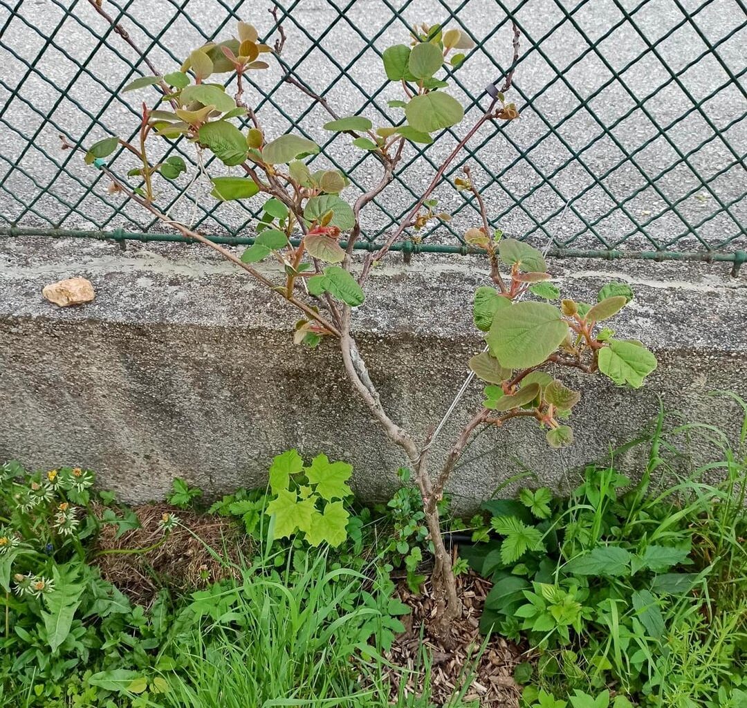 Was mag meine Kiwi nicht? Wind?