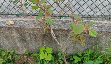 Was mag meine Kiwi nicht? Wind?