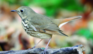 DOOR TO NATURE: How Climate Change Affects Birds