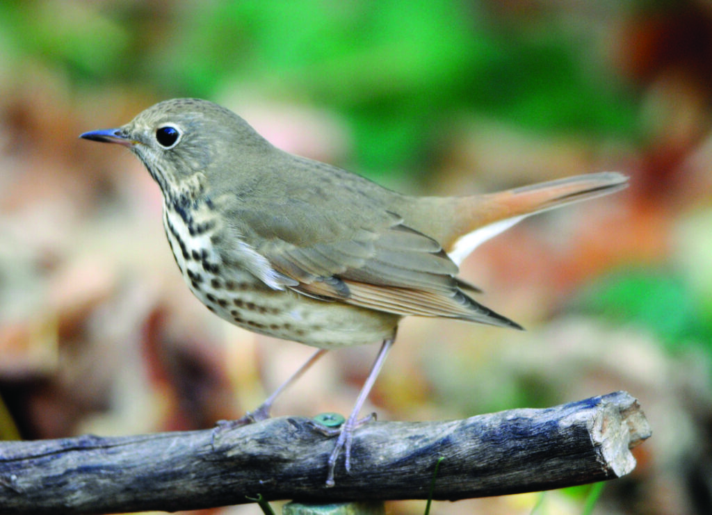 DOOR TO NATURE: How Climate Change Affects Birds