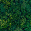 Are Asia's carbon sinks failing?