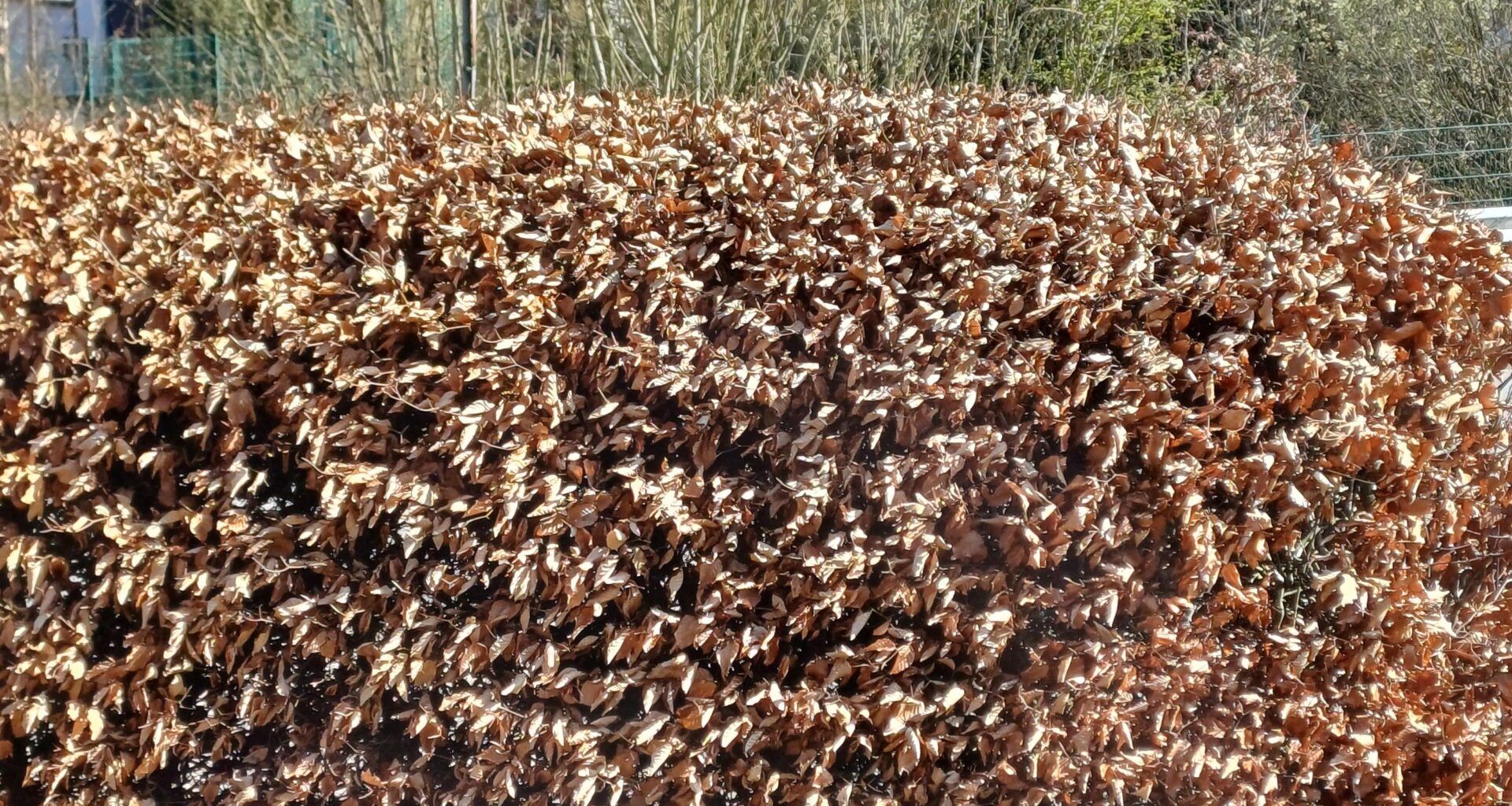 Was finden Insekten in meiner Hecke?