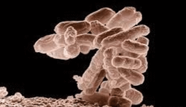E. coli Outbreak in Latvia Sickens 53, Including Children