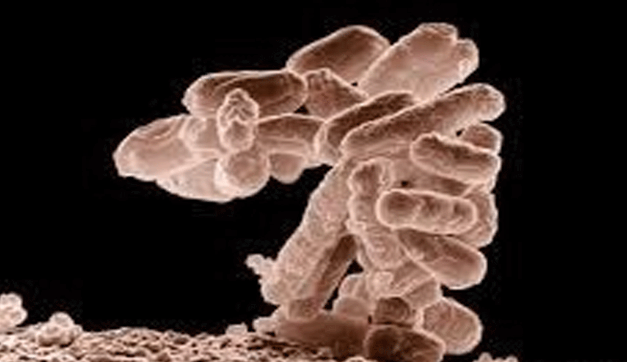 E. coli Outbreak in Latvia Sickens 53, Including Children