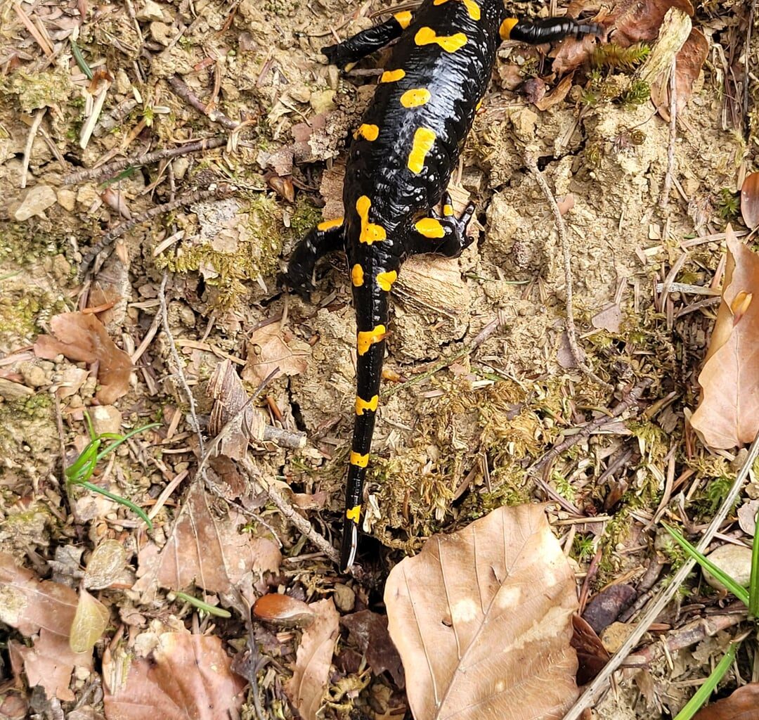 Kleiner Waldspaziergang nach Regen