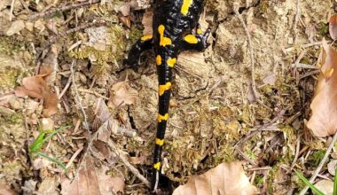 Kleiner Waldspaziergang nach Regen