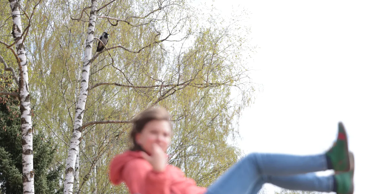 Anne kanali ääres toimetab taas kuri vares