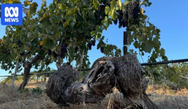 Preserving Australia's oldest commercial grape vines in winemaking Barossa Valley