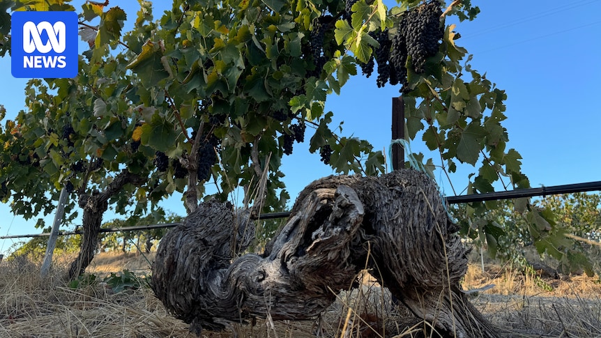 Preserving Australia's oldest commercial grape vines in winemaking Barossa Valley