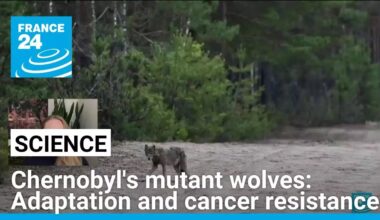 Chernobyl's mutant wolves: A case study of adaptation and cancer resistance • FRANCE 24 English