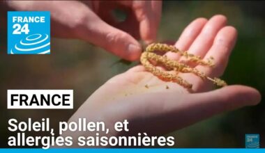 Retour du soleil, mais aussi du pollen et des allergies saisonnières... • FRANCE 24