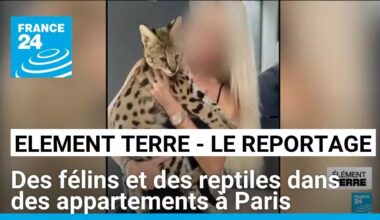 Trafic d'animaux sauvages : des félins et des reptiles dans des appartements à Paris • FRANCE 24