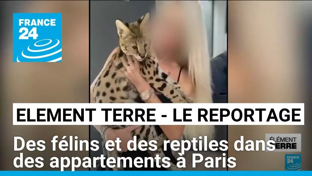 Trafic d'animaux sauvages : des félins et des reptiles dans des appartements à Paris • FRANCE 24