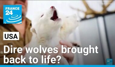 'De-extinction'? Biotech company says Dire wolves brought back to life • FRANCE 24 English