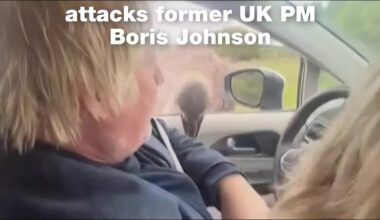 Ostrich attacks former UK PM Boris Johnson in Texas • FRANCE 24 English