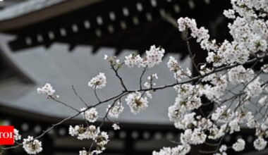 AI tool aims to help conserve Japan's cherry trees