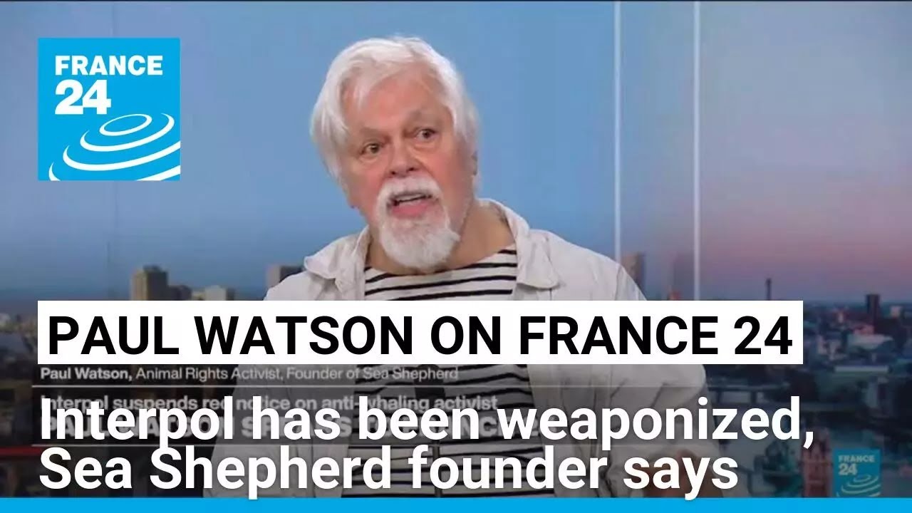 Interpol has been weaponized, Sea Shepherd founder Paul Watson says • FRANCE 24 English