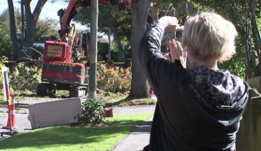 Outpouring of emotion as oak trees felled on Christchurch street