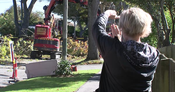 Outpouring of emotion as oak trees felled on Christchurch street