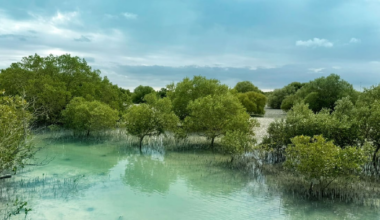 UAE to address critical environmental challenges at IUCN World Conservation Congress 2025