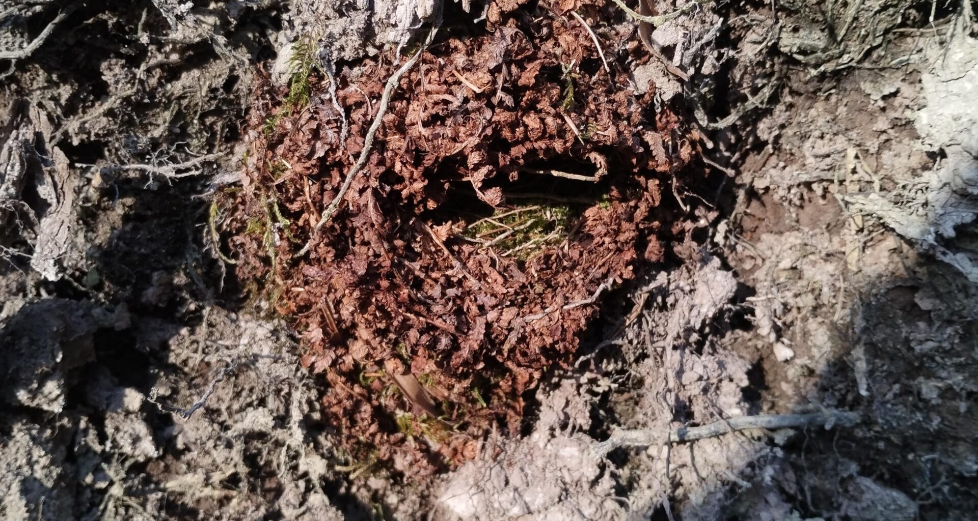 Was ist das für ein Vogelnest?