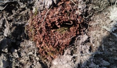 Was ist das für ein Vogelnest?