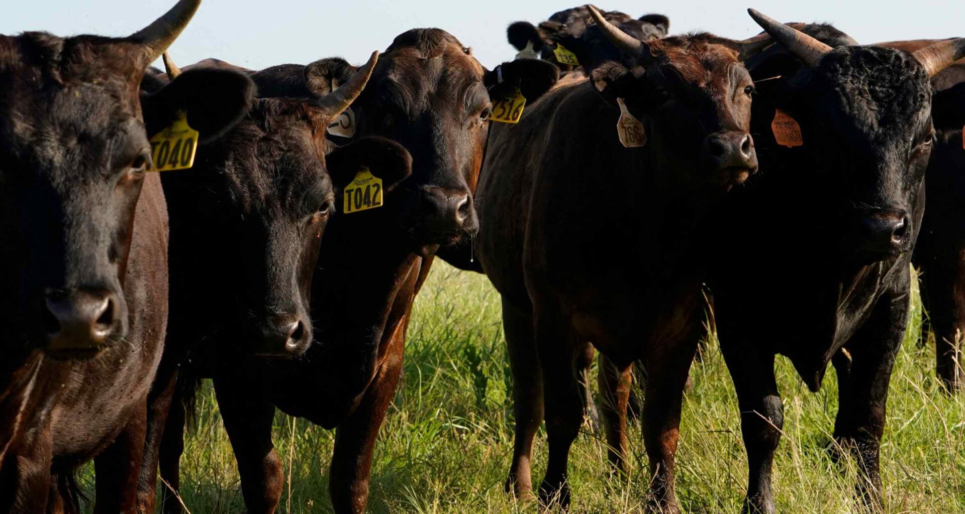 Tariff war pressures U.S. economy, from tech to beef