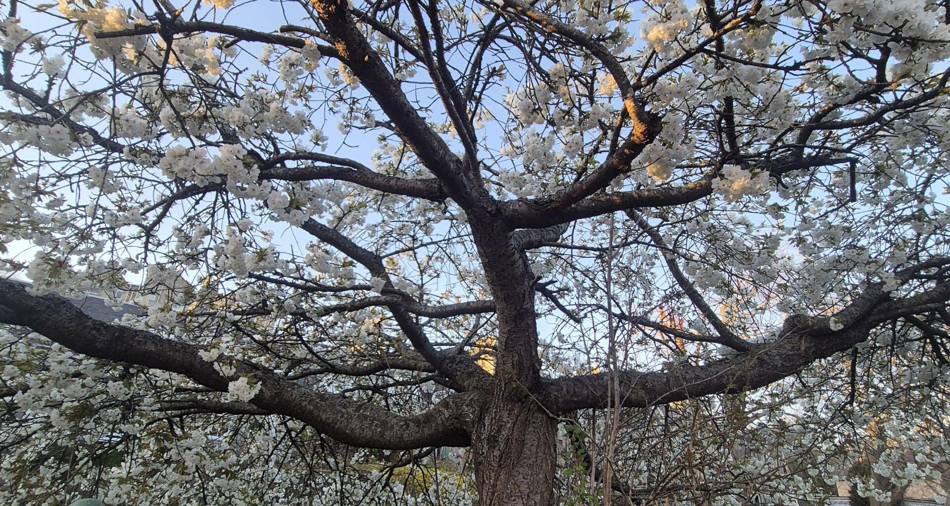 Blossom