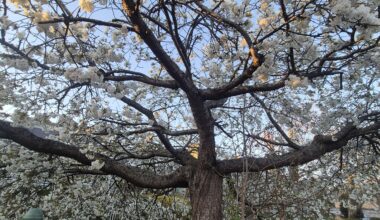 Blossom