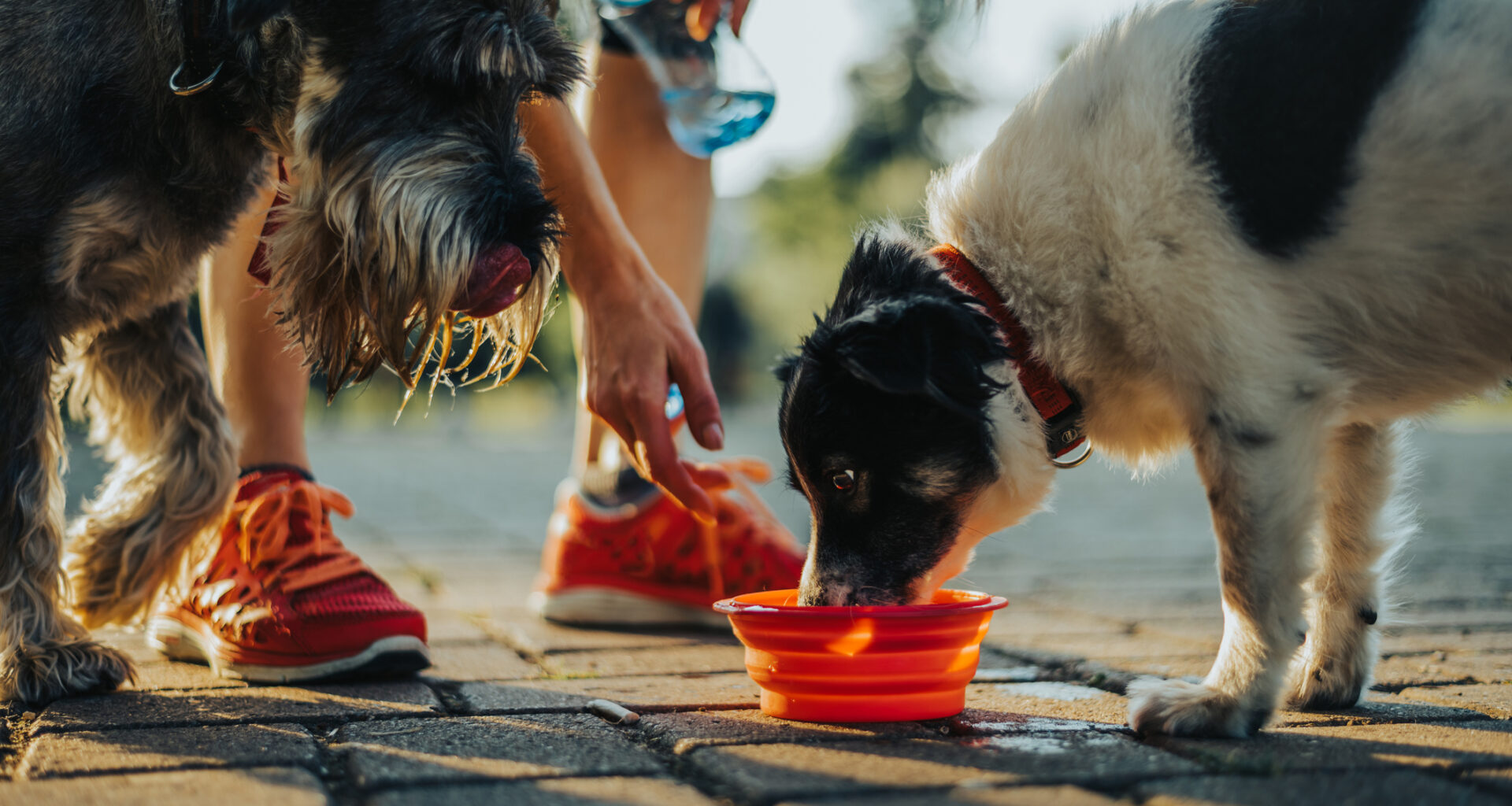 Stock image of dogs drinking.