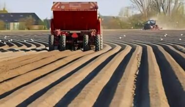 Europe: Potato acreage in Belgium increases by 6 percent