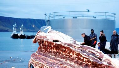 No whaling this summer - Iceland Monitor