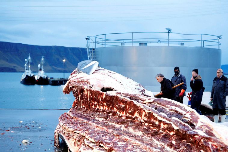 No whaling this summer - Iceland Monitor