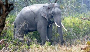 Assisted living isn’t just for people. Zoo in Spain helps elderly elephants age gracefully  