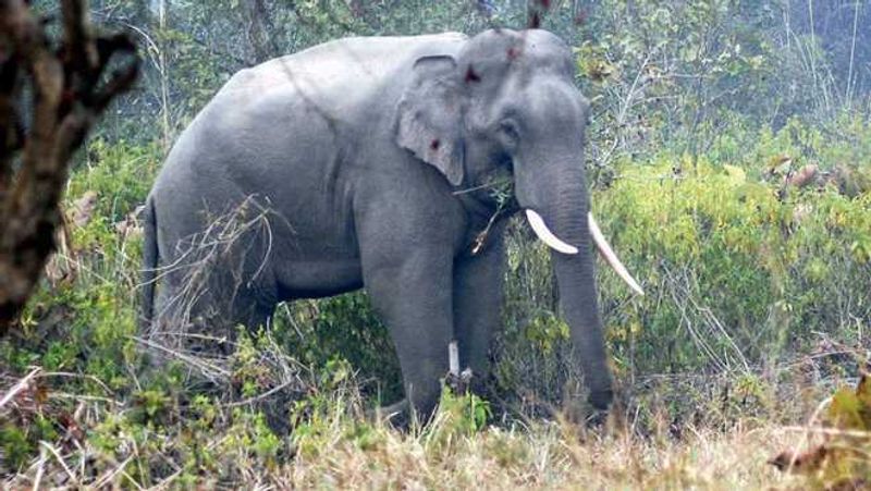 Assisted living isn’t just for people. Zoo in Spain helps elderly elephants age gracefully  