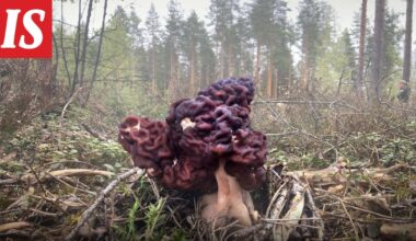 Voiko korvasieniä syödä? KSML: Suomessa tehdään uutta riskiarviota