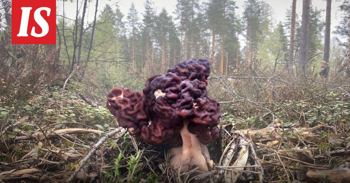 Voiko korvasieniä syödä? KSML: Suomessa tehdään uutta riskiarviota