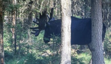 The 'Great Moose Migration': Millions tune in for Sweden's epic livestream