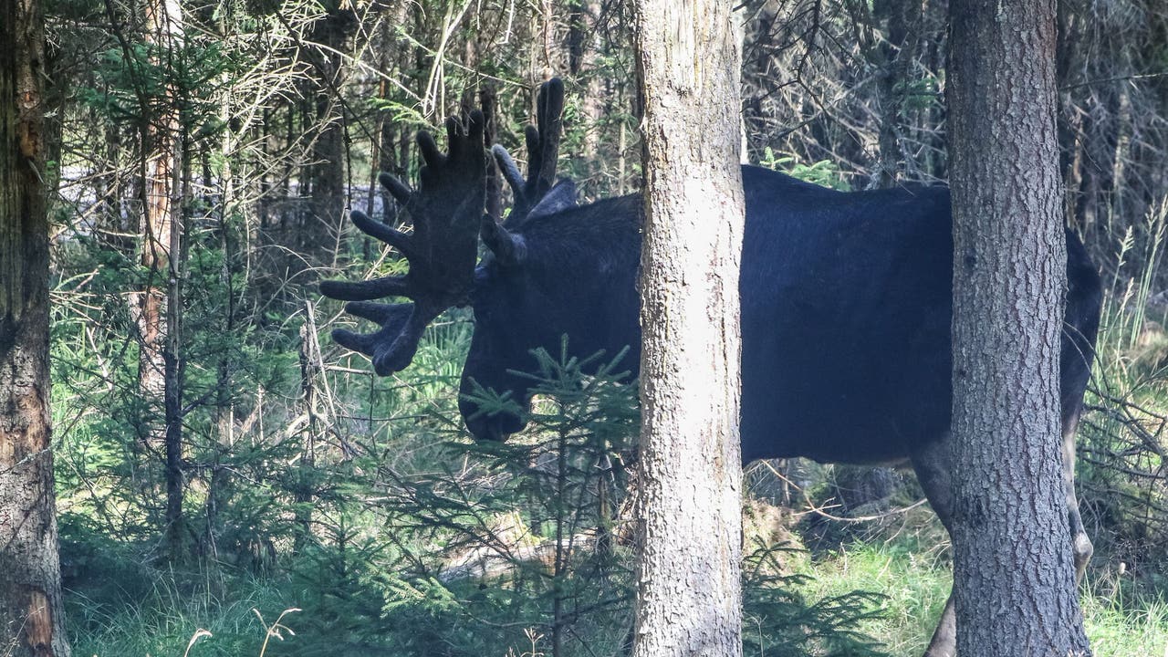 The 'Great Moose Migration': Millions tune in for Sweden's epic livestream