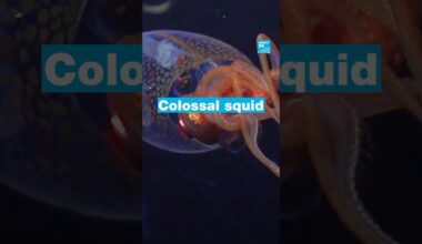 First ever video of a colossal squid • FRANCE 24 English
